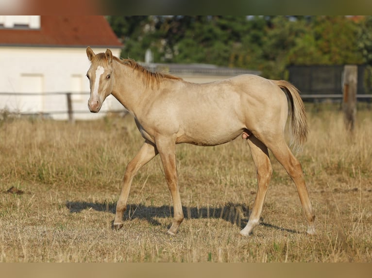 Caballo cuarto de milla Semental Potro (04/2026) 150 cm Champán in Rödinghausen