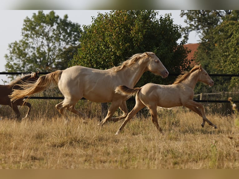 Caballo cuarto de milla Semental Potro (04/2026) 150 cm Champán in Rödinghausen