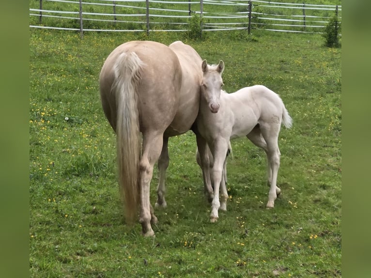 Caballo cuarto de milla Semental  150 cm Cremello in G&#xFC;ssing