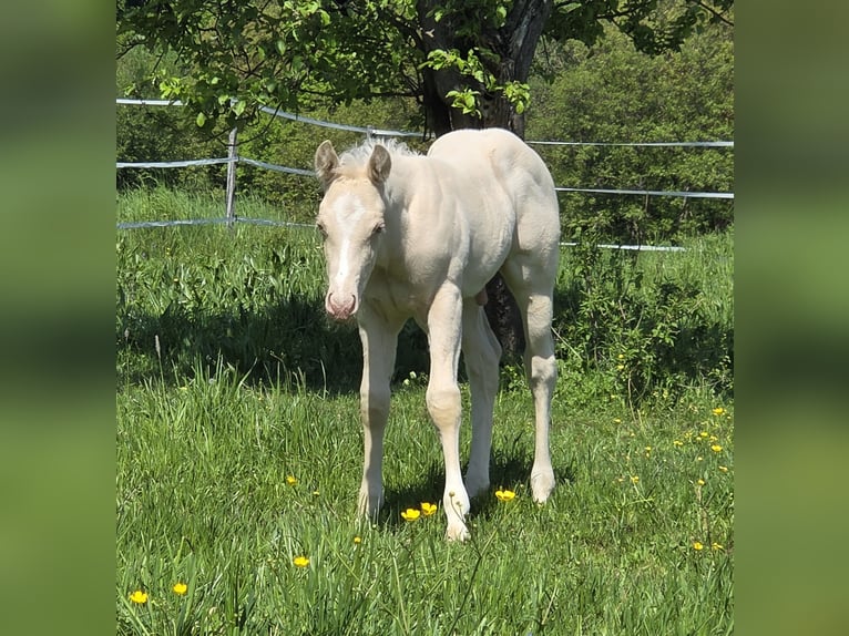 Caballo cuarto de milla Semental  150 cm Cremello in G&#xFC;ssing