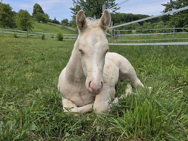 Caballo cuarto de milla Semental  150 cm Cremello in G&#xFC;ssing