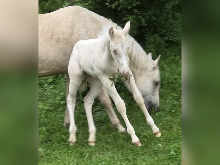 Caballo cuarto de milla Semental  150 cm Cremello in G&#xFC;ssing