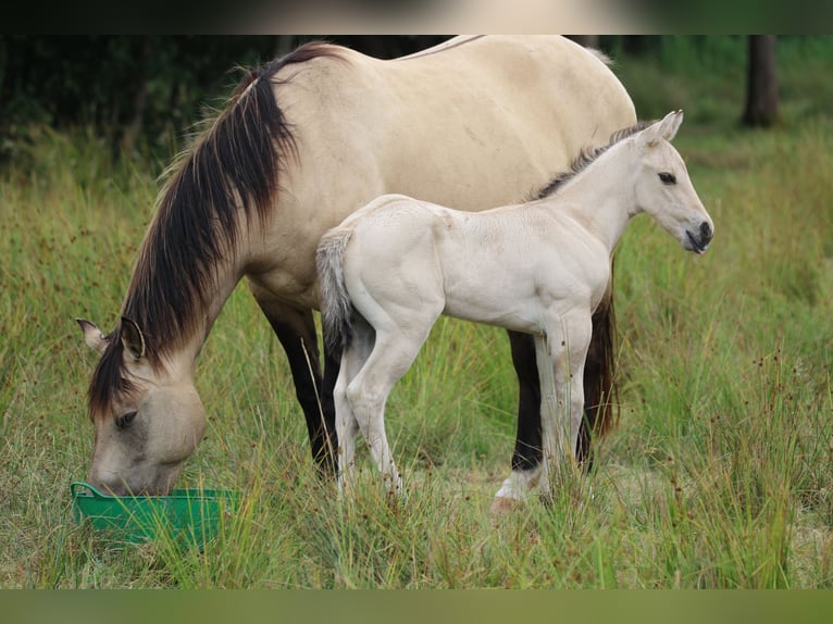 Caballo cuarto de milla Semental Potro (06/2025) 150 cm Dunalino (Cervuno x Palomino) in Bodenfelde