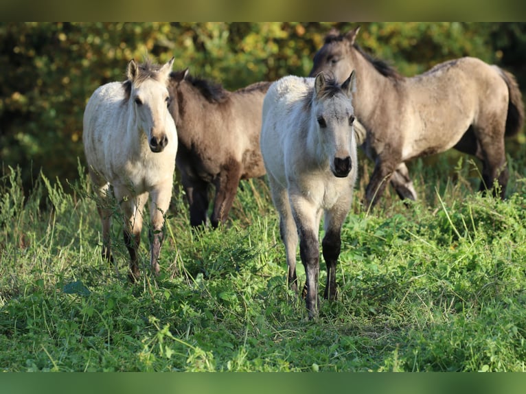 Caballo cuarto de milla Semental Potro (06/2025) 150 cm Dunalino (Cervuno x Palomino) in Bodenfelde