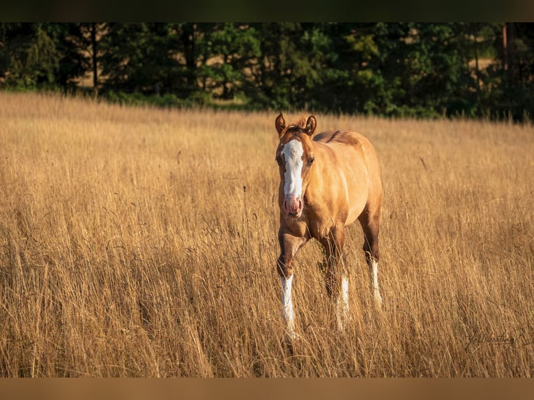 Caballo cuarto de milla Semental Potro (04/2026) 150 cm Dunalino (Cervuno x Palomino) in Hammelburg