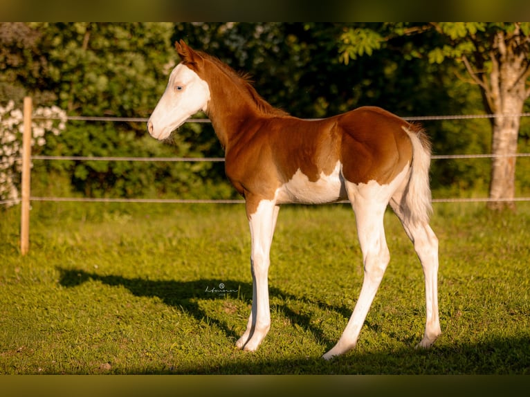 Caballo cuarto de milla Semental Potro (06/2026) 150 cm Overo-todas las-capas in Ensdorf
