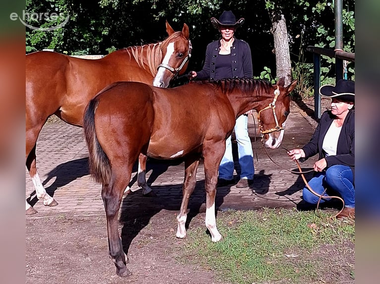 Caballo cuarto de milla Semental Potro (04/2026) 150 cm Overo-todas las-capas in Werneuchen