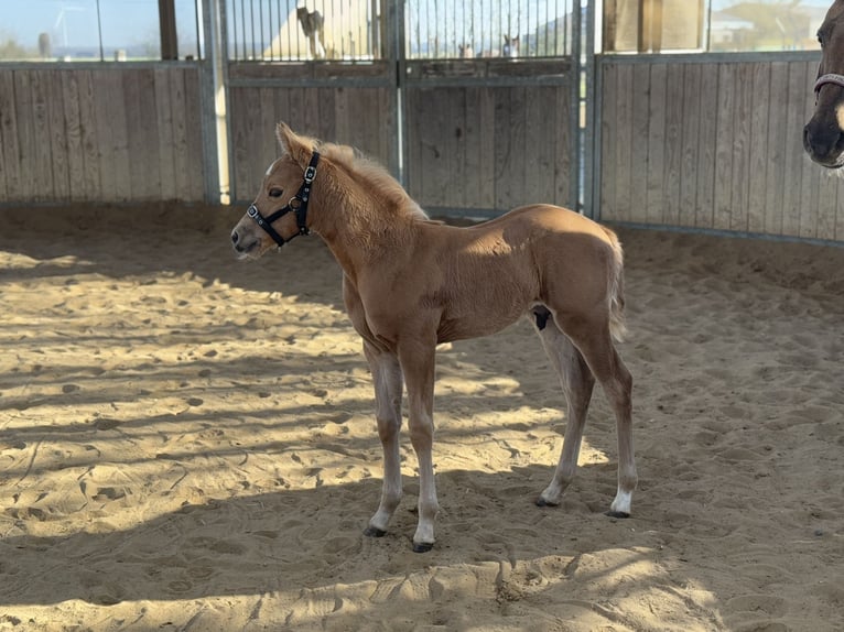Caballo cuarto de milla Semental Potro (02/2025) 150 cm Palomino in Schwalmtal
