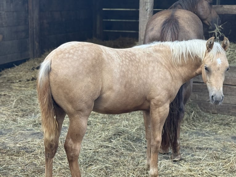 Caballo cuarto de milla Semental Potro (02/2025) 150 cm Palomino in Schwalmtal
