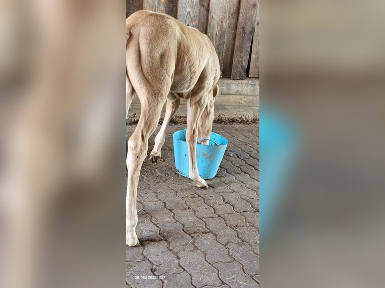Caballo cuarto de milla Semental  150 cm Palomino in Wormersdorf