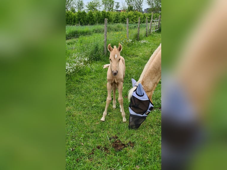 Caballo cuarto de milla Semental  150 cm Palomino in Wormersdorf