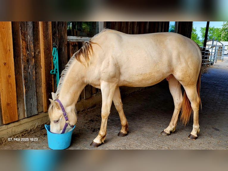 Caballo cuarto de milla Semental  150 cm Palomino in Wormersdorf