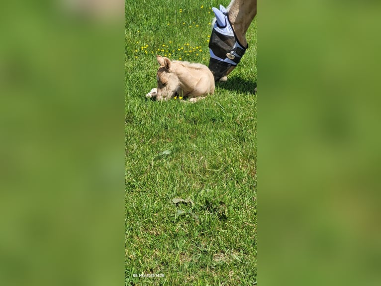 Caballo cuarto de milla Semental  150 cm Palomino in Wormersdorf
