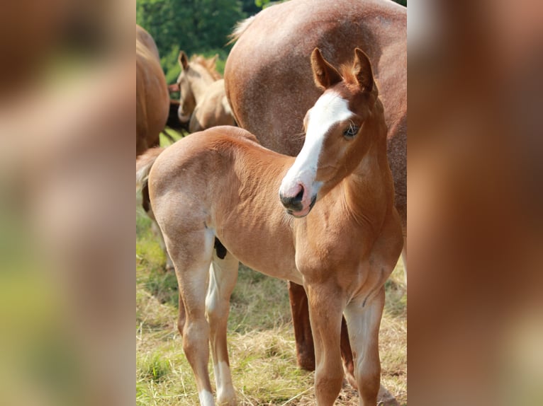 Caballo cuarto de milla Semental  150 cm Ruano alazán in Steinen