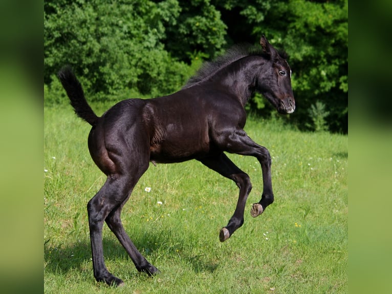 Caballo cuarto de milla Semental Potro (01/2026) 150 cm Tordo in Frensdorf