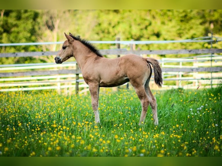 Caballo cuarto de milla Semental  150 cm in Dahlem