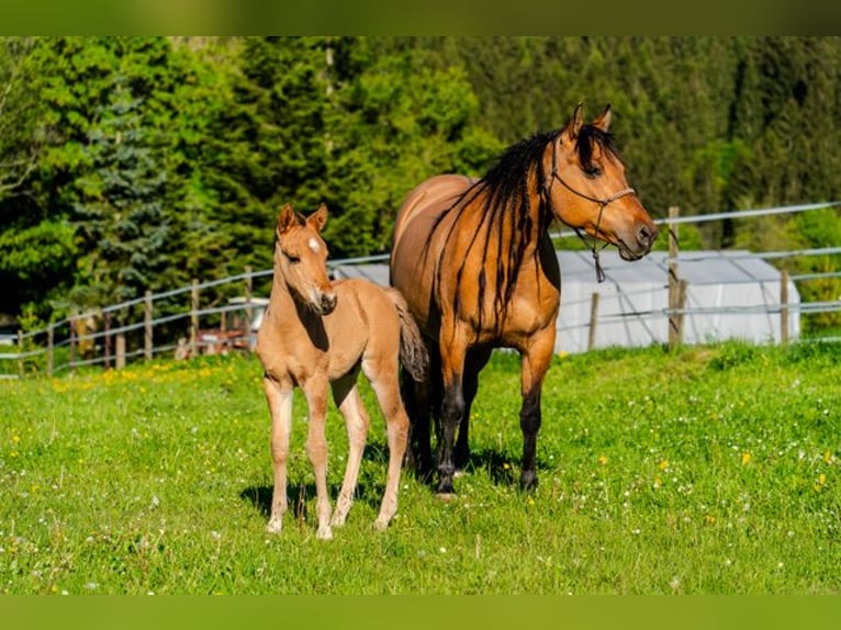 Caballo cuarto de milla Semental  150 cm in Dahlem