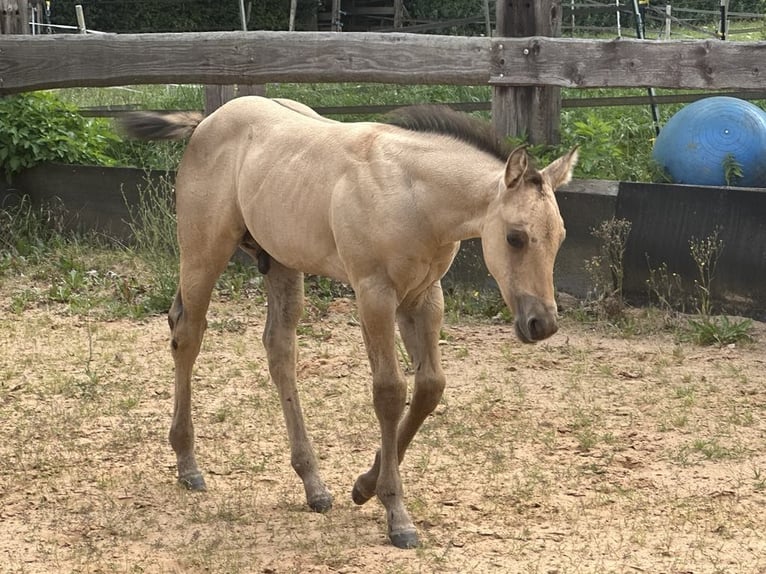 Caballo cuarto de milla Semental Potro (05/2025) 150 cm in Miltenberg