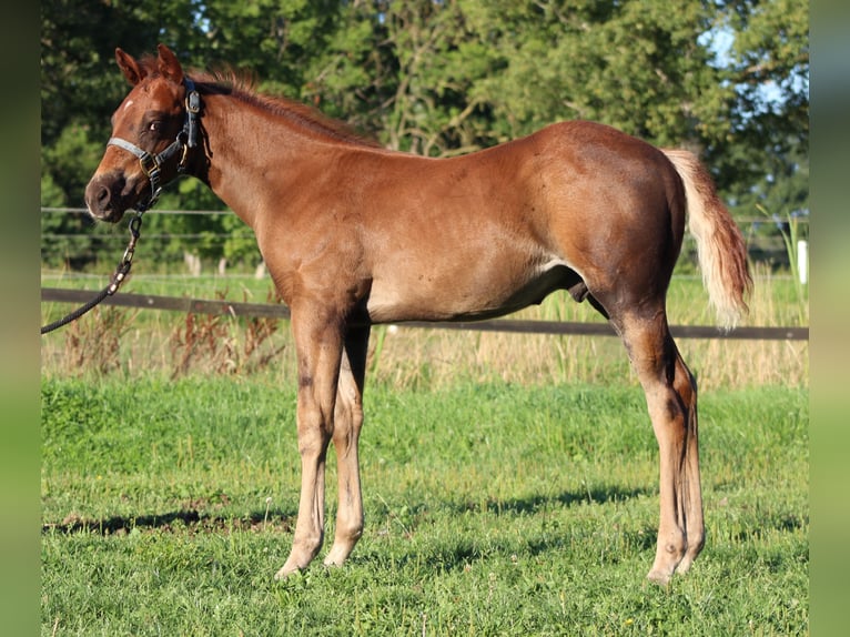Caballo cuarto de milla Semental Potro (06/2026) 151 cm Alazán-tostado in Stade