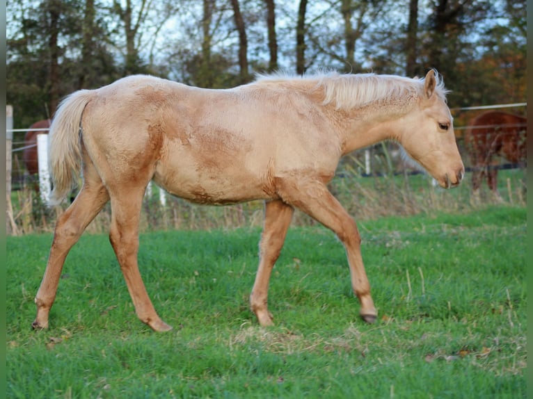 Caballo cuarto de milla Semental Potro (05/2025) 151 cm Palomino in Stade