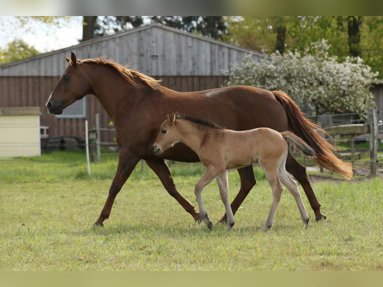 Caballo cuarto de milla Semental Potro (04/2024) 152 cm Bayo in Neustadt am Rübenberge