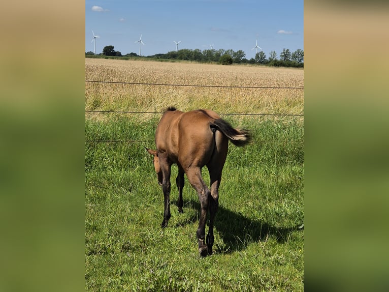 Caballo cuarto de milla Semental Potro (04/2024) 152 cm Bayo in Neustadt am Rübenberge