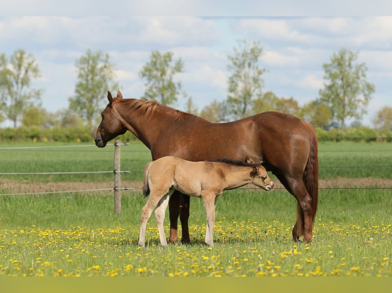 Caballo cuarto de milla Semental Potro (04/2024) 152 cm Bayo in Neustadt am Rübenberge