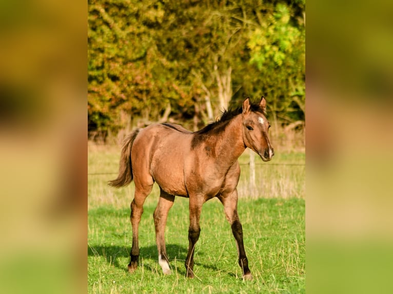 Caballo cuarto de milla Semental Potro (05/2025) 152 cm Bayo in Neustadt am R&#xFC;benberge