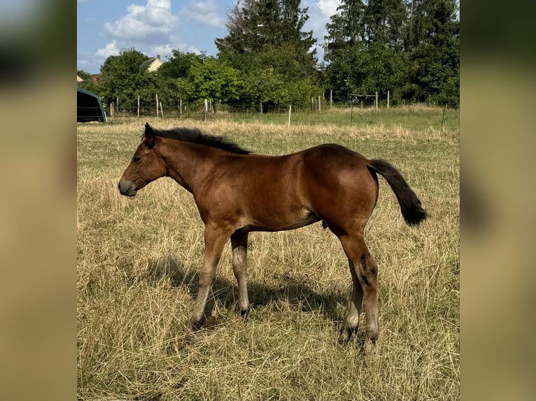 Caballo cuarto de milla Semental Potro (05/2024) 152 cm Castaño in Königswartha