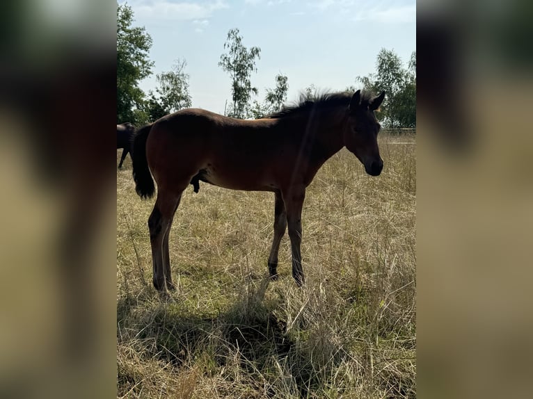 Caballo cuarto de milla Semental Potro (05/2024) 152 cm Castaño in Königswartha