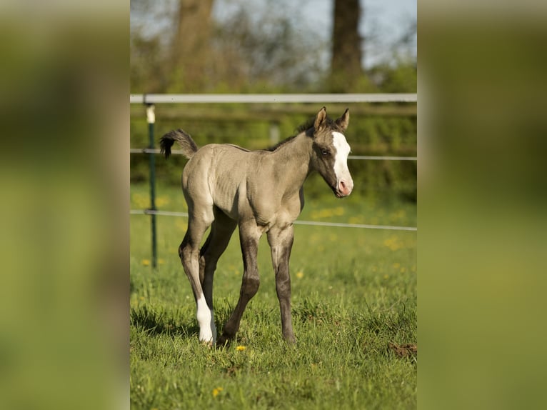 Caballo cuarto de milla Semental  152 cm Grullo in Alt Duvenstedt