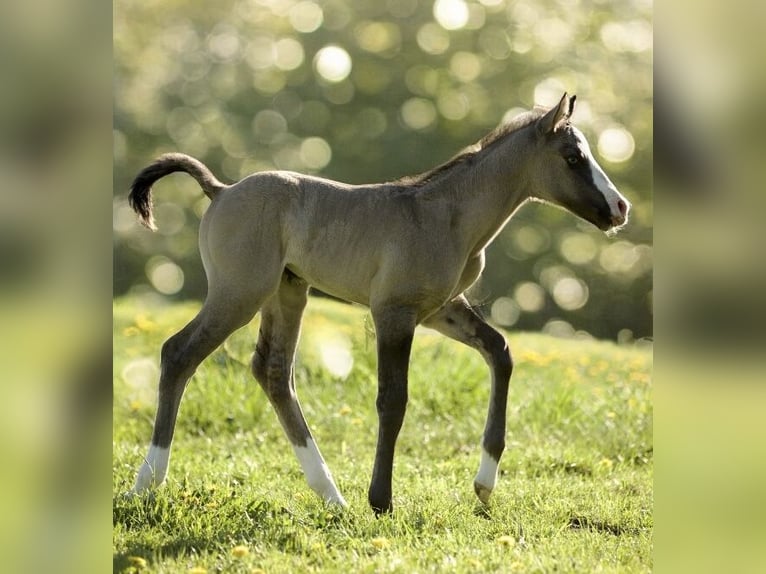 Caballo cuarto de milla Semental  152 cm Grullo in Alt Duvenstedt