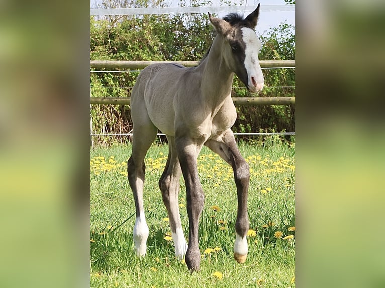 Caballo cuarto de milla Semental  152 cm Grullo in Alt Duvenstedt