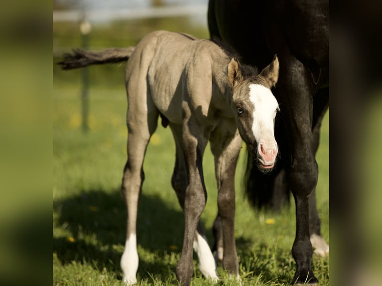 Caballo cuarto de milla Semental  152 cm Grullo in Alt Duvenstedt