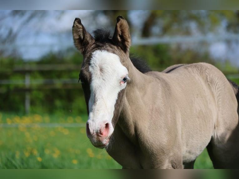 Caballo cuarto de milla Semental  152 cm Grullo in Alt Duvenstedt