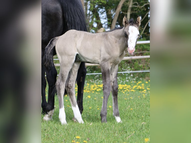 Caballo cuarto de milla Semental  152 cm Grullo in Alt Duvenstedt