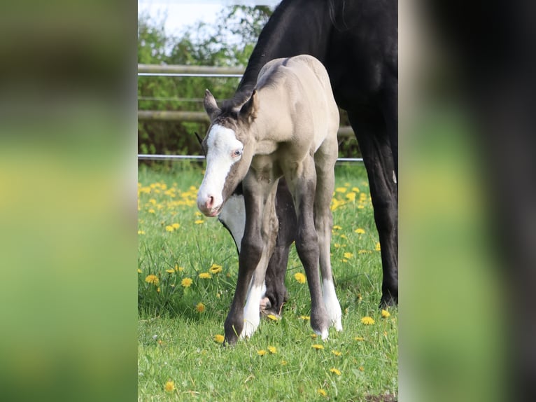 Caballo cuarto de milla Semental  152 cm Grullo in Alt Duvenstedt