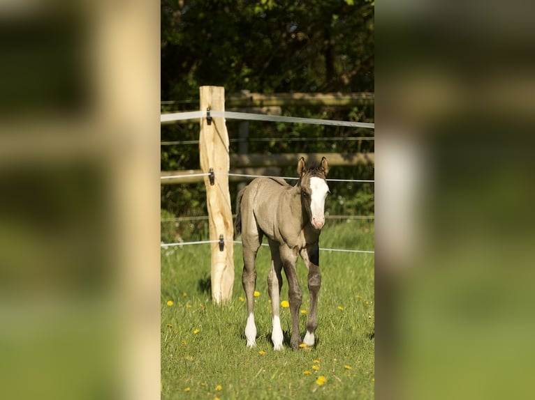 Caballo cuarto de milla Semental  152 cm Grullo in Alt Duvenstedt