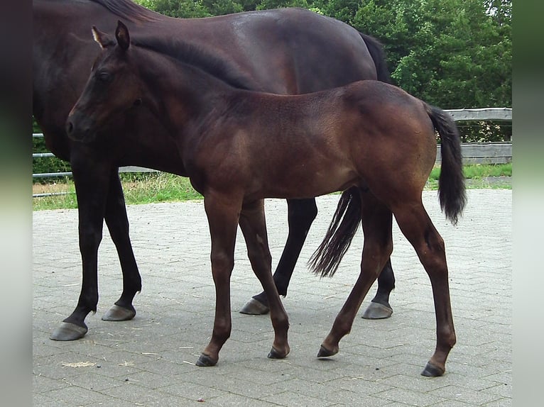Caballo cuarto de milla Semental Potro (05/2025) 152 cm Negro in M&#xFC;cke