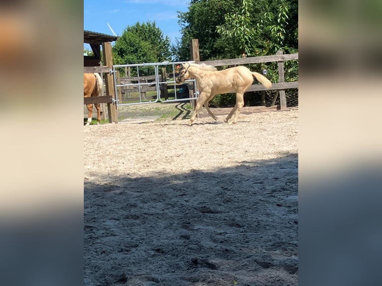 Caballo cuarto de milla Semental Potro (05/2026) 152 cm Palomino in Moorweg