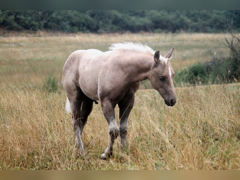Caballo cuarto de milla Semental Potro (04/2026) 152 cm Palomino in Haigerloch