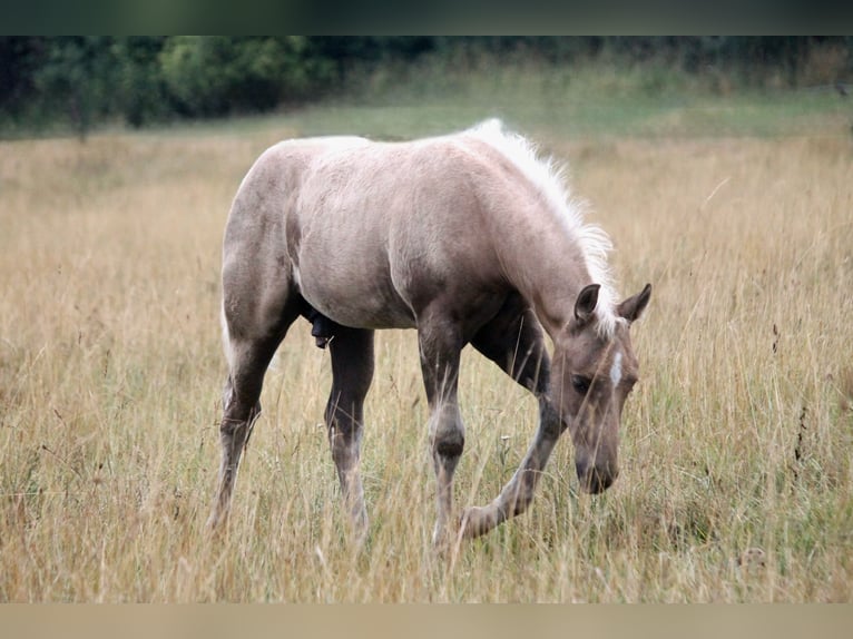 Caballo cuarto de milla Semental Potro (04/2026) 152 cm Palomino in Haigerloch