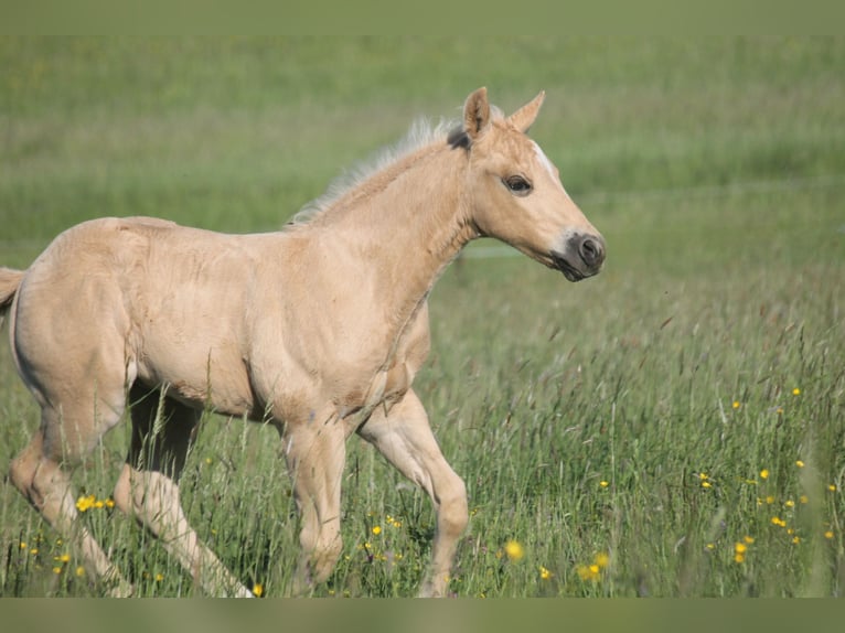 Caballo cuarto de milla Semental Potro (04/2026) 152 cm Palomino in Haigerloch