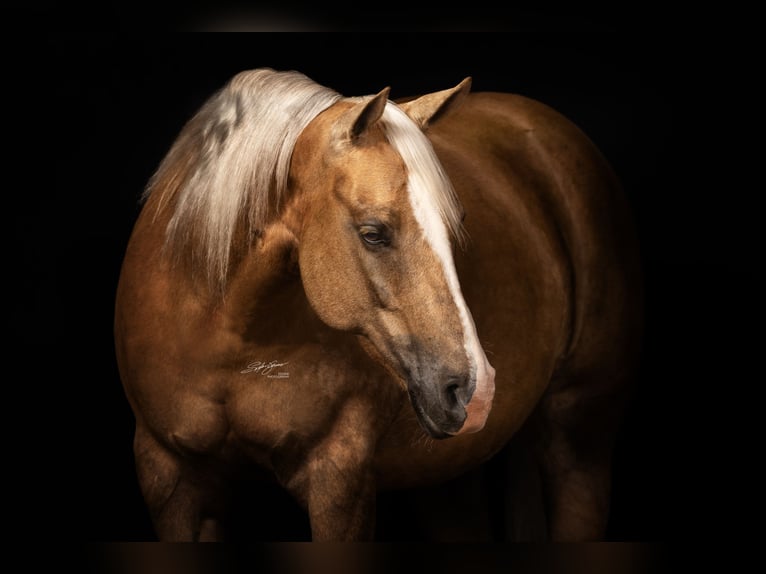 Caballo cuarto de milla Semental Potro (04/2026) 152 cm Palomino in Haigerloch