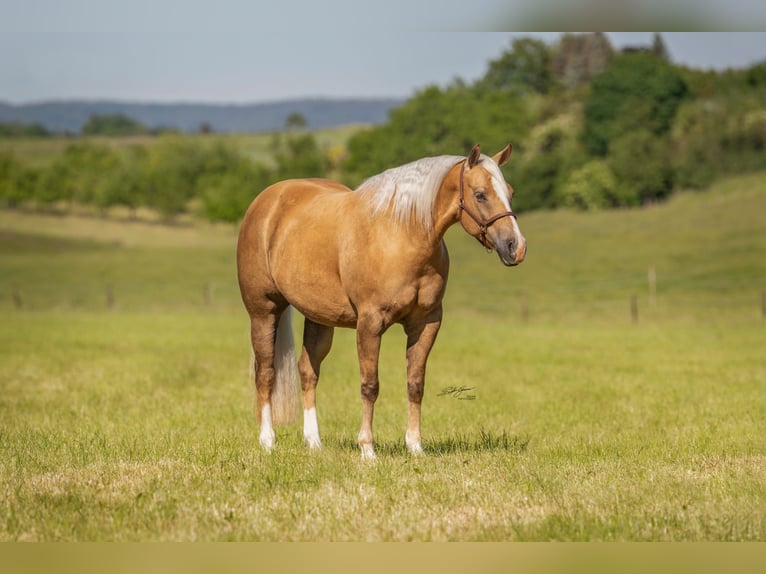 Caballo cuarto de milla Semental Potro (04/2026) 152 cm Palomino in Haigerloch