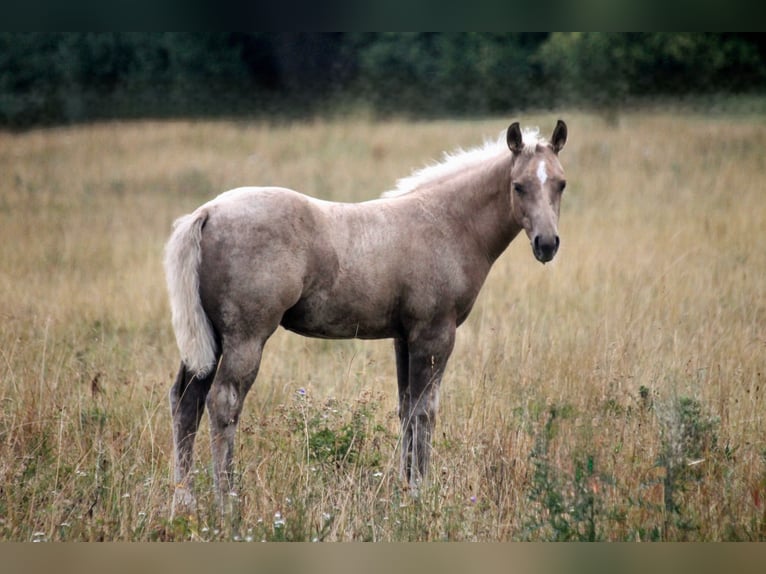 Caballo cuarto de milla Semental Potro (04/2026) 152 cm Palomino in Haigerloch
