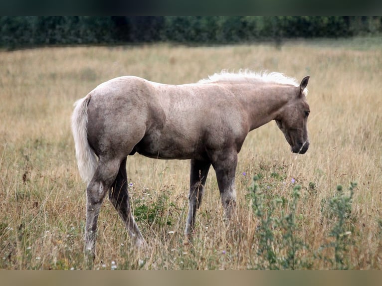 Caballo cuarto de milla Semental Potro (04/2026) 152 cm Palomino in Haigerloch