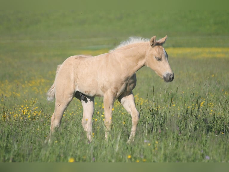Caballo cuarto de milla Semental Potro (04/2026) 152 cm Palomino in Haigerloch