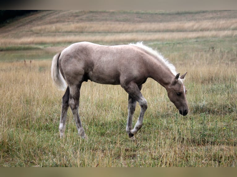 Caballo cuarto de milla Semental Potro (04/2026) 152 cm Palomino in Haigerloch