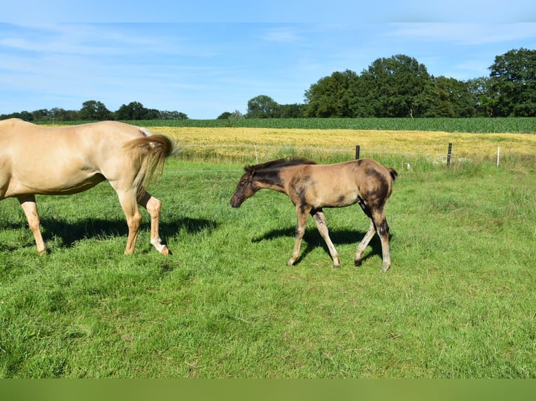 Caballo cuarto de milla Semental Potro (03/2026) 153 cm Buckskin/Bayo in Nordhorn